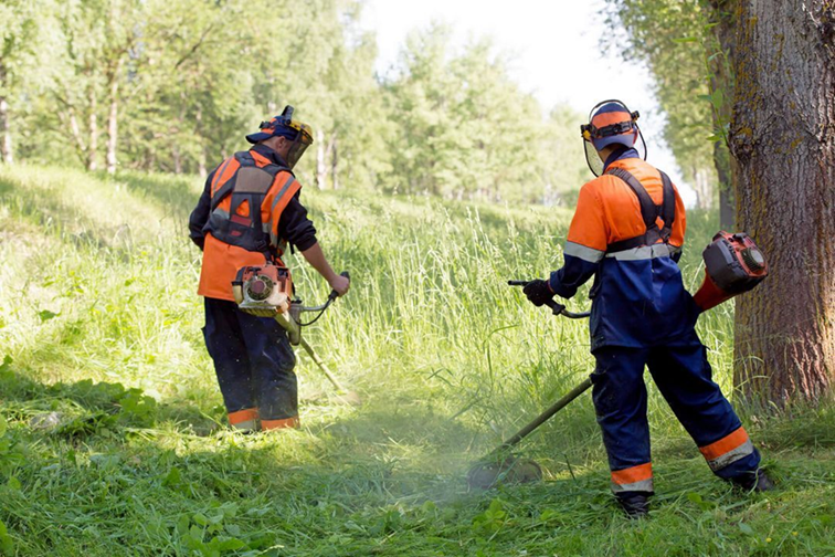 Röjning av vandringsleden